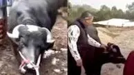 صحنه باورنکردنی که گاو باردار حین سربریدن رقم زد! 