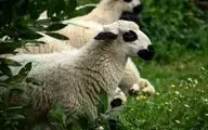 
از قیمت گوسفند زنده چه خبر؟

