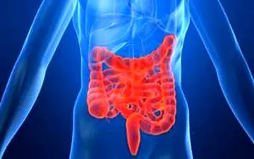 مواد غذایی ضروری برای بهبود سلامت روده