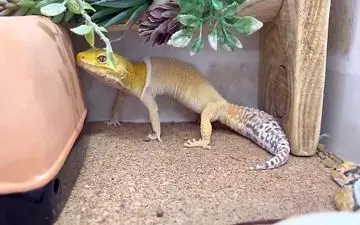 پوست‌ اندازی مارمولک از نمای نزدیک: تماشای حیرت‌انگیز تولد دوباره!