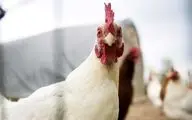 قطع برق بیش از ۸۰۰ مرغ را در بردسکن تلف کرد