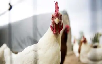 قطع برق بیش از ۸۰۰ مرغ را در بردسکن تلف کرد