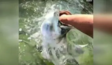 ماهی‌های عظیم‌الجثه‌ای که جاذبه توریستی فلوریدا شدند