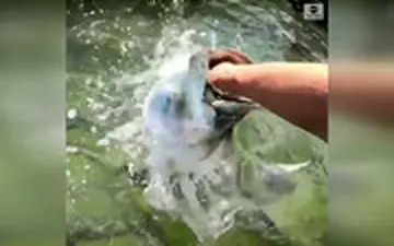 ماهی‌های عظیم‌الجثه‌ای که جاذبه توریستی فلوریدا شدند