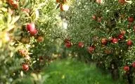 رتبه سوم ایران با تولید 4.1 میلیون تن سیب در دنیا