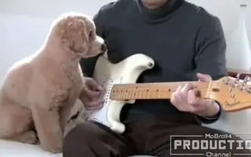 واکنش دیدنی حیوانات به موسیقی+فیلم