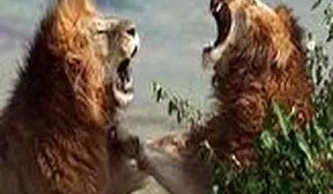 جنگ خونین 2 شیر نر خشمگین با یکدیگر 