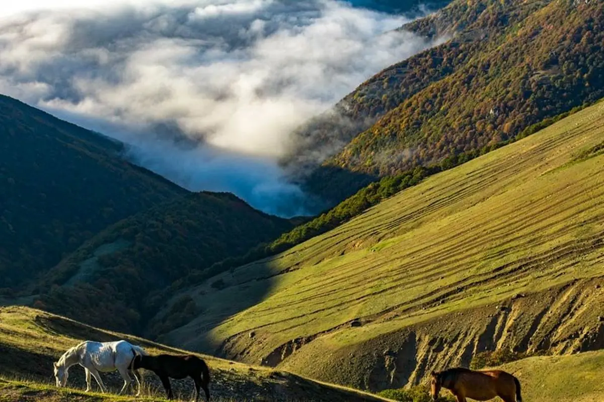 جنگل ارسباران کجاست؟