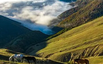 جنگل ارسباران کجاست؟
