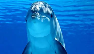 دلفینی که قلیان می‌کشد + فیلم 