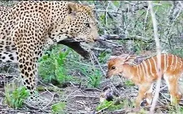 ویدیو| ترحم دیدنی پلنگ مقابل طعمه‌اش 