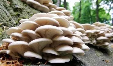 
هشدار اورژانس کشور: این قارچ ها را نخورید!
