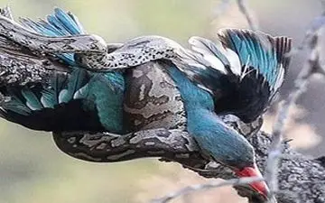 لحظه شکار پرنده توسط مار در رباط کریم