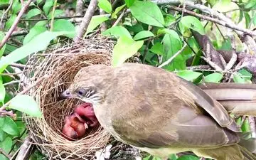 (ویدئو) لحظه‌های شگفت‌انگیز غذا دادن یک پرنده به جوجه‌هایش!