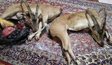شکارچیان غیرمجاز در فیروزکوه با کشف لاشه ۲ کل وحشی دستگیر شدند