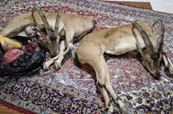شکارچیان غیرمجاز در فیروزکوه با کشف لاشه ۲ کل وحشی دستگیر شدند