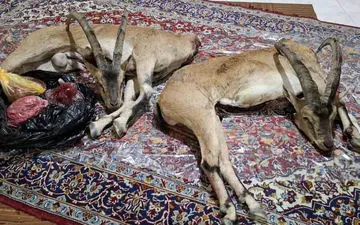 شکارچیان غیرمجاز در فیروزکوه با کشف لاشه ۲ کل وحشی دستگیر شدند