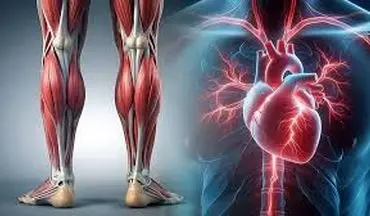 ما بجز قلب پمپ دیگری هم در بدن داریم؟