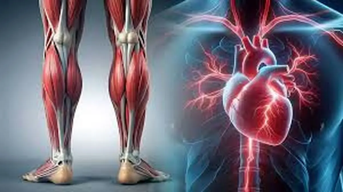 ما بجز قلب پمپ دیگری هم در بدن داریم؟