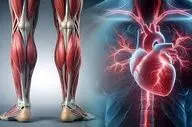 ما بجز قلب پمپ دیگری هم در بدن داریم؟