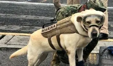 این سگ زنده یاب، قهرمان ملی مکزیک پس از زلزله شد + عکس