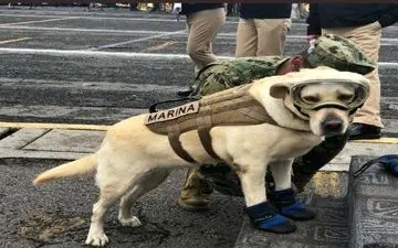 این سگ زنده یاب، قهرمان ملی مکزیک پس از زلزله شد + عکس