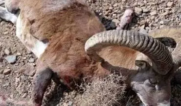 لاشه سه گونه ارزشمند تنوع زیستی در تربت‌حیدریه کشف شد