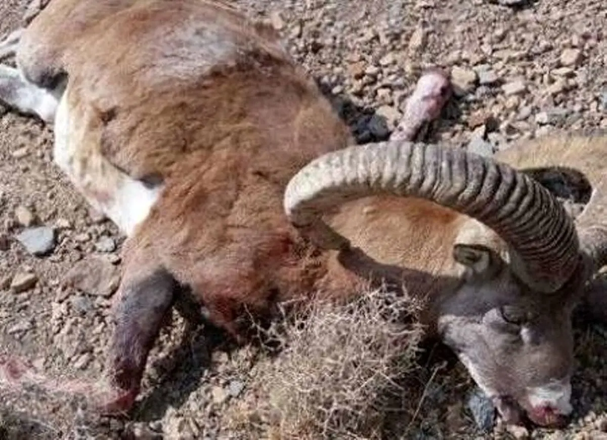 لاشه سه گونه ارزشمند تنوع زیستی در تربتحیدریه کشف شد