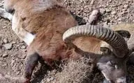 لاشه سه گونه ارزشمند تنوع زیستی در تربت‌حیدریه کشف شد