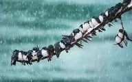 سامانه بارشی جدید در راه کشور/ برف و باران از شنبه تا سه‌شنبه در نقاط مختلف