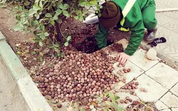 ماجرای لو رفتن انبار موش تهرانی و توضیح شهرداری تهران+عکس 