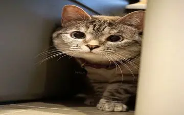 ثروتمندترین گربه دنیا را بشناسید| گربه ای با دارایی بیش از صد میلیون دلار+تصاویر