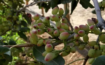 ایجاد زیرساخت‌های لازم برای راه اندازی بورس پسته