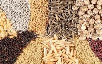 قیمت نهاده‌های دامی و محصولات کشاورزی امروز 25 مرداد 1404؛ نرخ جدید در بازار