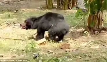 خرس قاتل به جان مرد روستایی افتاد +فیلم 