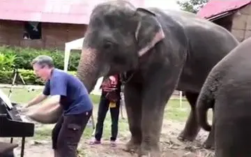  واکنش دیدنی حیوانات به نواختن موسیقی