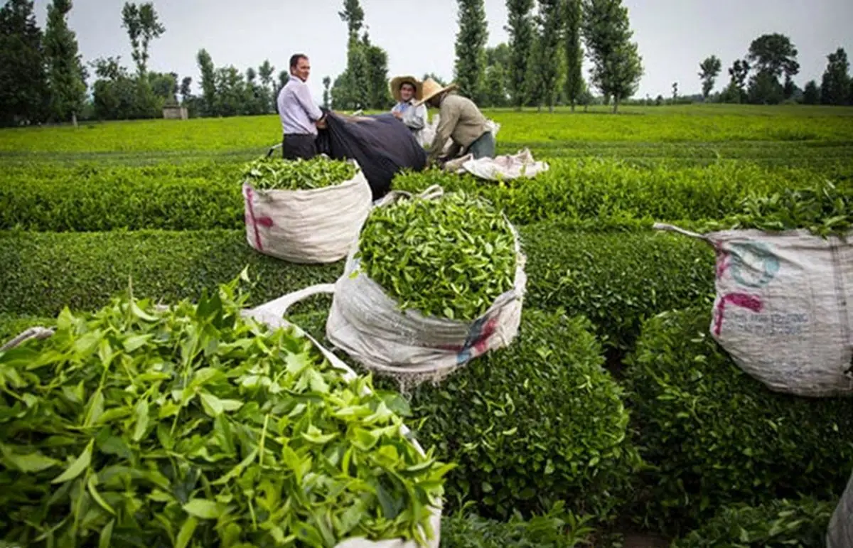 کارخانه‌های شمال کشور چه میزان چای تولید کردند؟
