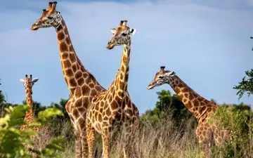 راز تازه حیات وحش آفریقا؛ تفاوت زرافه‌ها به بزرگی تفاوت خرس قهوه‌ای و قطبی