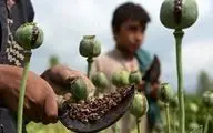 خط تولید تریاک در افغانستان! + فیلم 