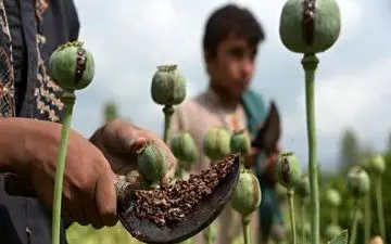 خط تولید تریاک در افغانستان! + فیلم 