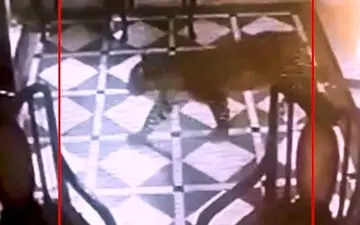 لحظه ورود ناگهانی ببر به لابی هتل! +فیلم 