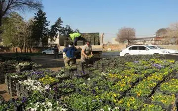 ‍ کرمانشاه در آستانه بهار / توزیع ۵۸ هزار جعبه نشا گل فصلی در سطح شهر

