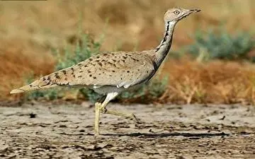 انقراض پرنده ۲۰ میلیون تومانی در کویر‌های ایران + فیلم 