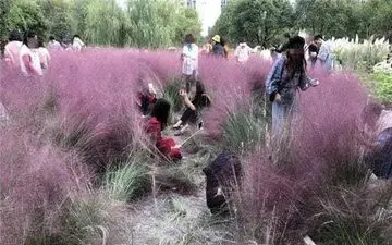 سلفی گیران بی فرهنگ، مزرعه زن نگون بخت را نابود کردند! +فیلم 