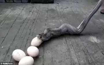 لقمه بزرگ‌تر از دهان کار دست مار داد+ فیلم