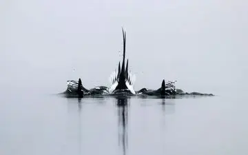  عکس منتخب نشنال جئوگرافیک | شکار زیر آب