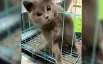  اثباتی بر مایع بودن گربه!