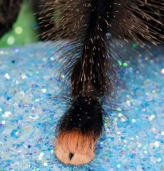 حیواناتی با عجیب‌ترین پاها