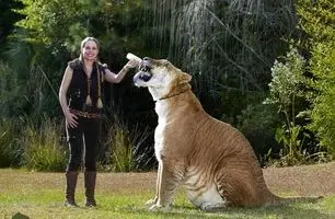 فیلمی که همه را شوکه کرد؛ وفاداری باورنکردنی یک ببر به انسان