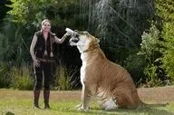 فیلمی که همه را شوکه کرد؛ وفاداری باورنکردنی یک ببر به انسان
